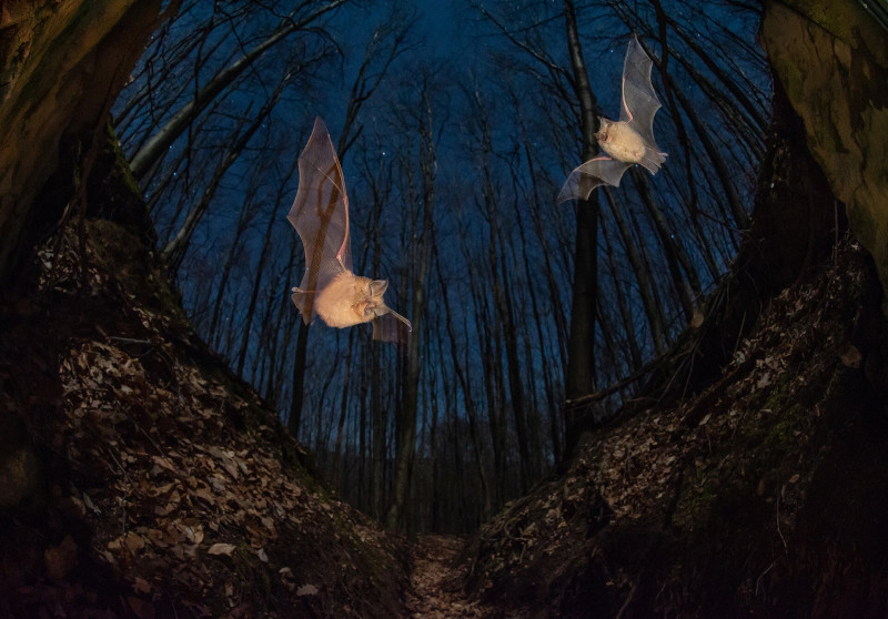Imre_Potyó_B1_Moonlight