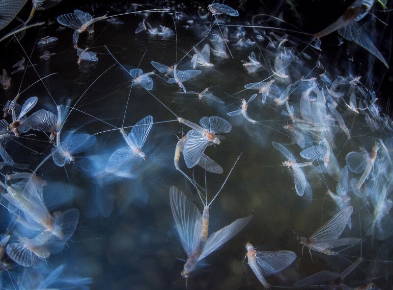 Imre_Potyó_B3_Mayfly_arena