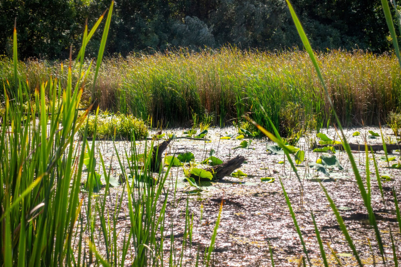 Indiai lótuszok a martélyi cölöpsétány tanösvénynél