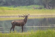 Indulnak a szarvasbőgés-hallgató túrák Gemencen