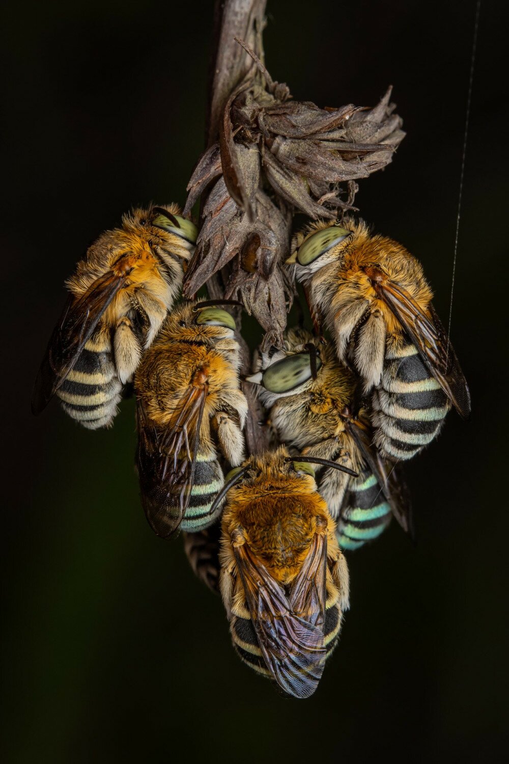 Insects-Finalist-Artur Tomaszek-Roosting-Together-CUPOTY