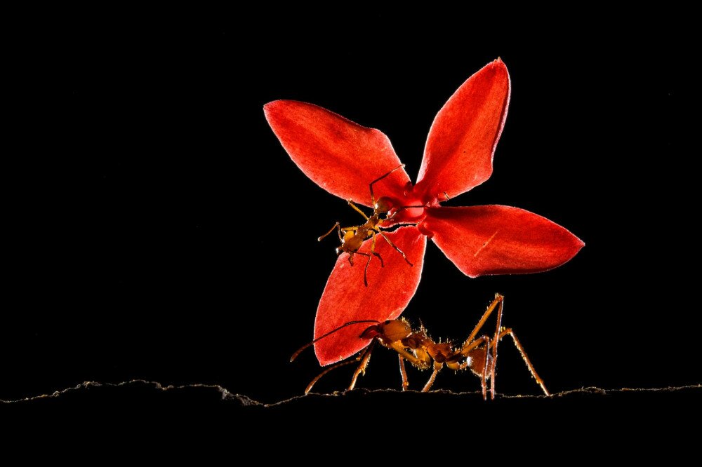 INSECTS-Finalist-©-Bence Máté-Red-CUPOTY 5
