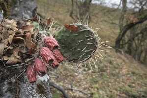Invazív kaktuszfaj telepedett meg a Vértesben
