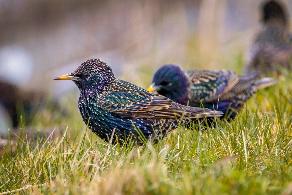 Iridescent plumage of a male common starling (Sturnus vulgaris) during mating and migration season in early march