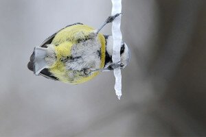 Itatással segíthetsz a madaraknak a túlélésben
