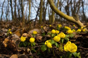 Itt a tavasz! Már virágzik a téltemető Szatmárban