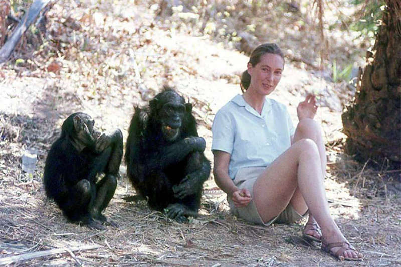 Jane Goodall a tanzániai Gombéban szeretett csimpánzai társaságában