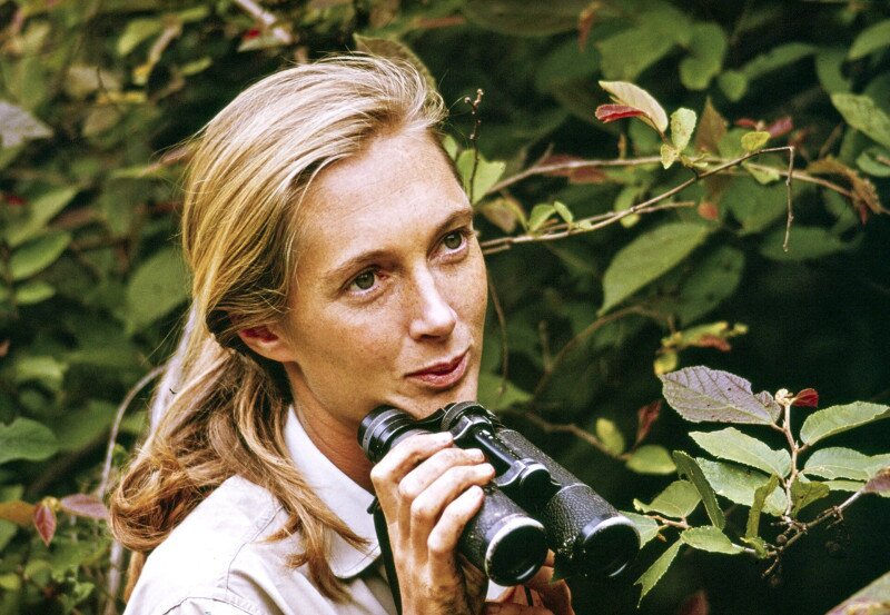 Jane Goodall 