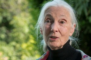Jane Goodall fontos dolgokat üzen a szobafogságból