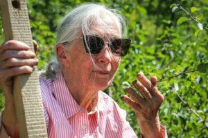 Jane Goodall változásra szólít fel a környezetvédelmi világnapon