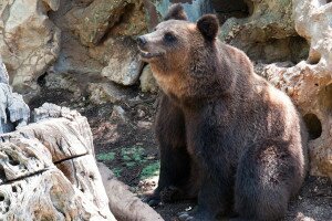 Javítóintézetbe vitték a sütifaló olasz medvét