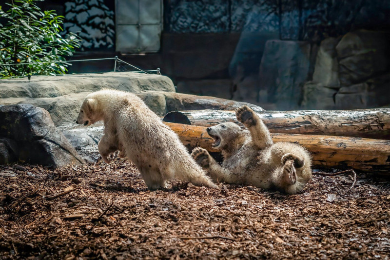 Jegesmedvebocsok a Nyíregyházi állatkertben