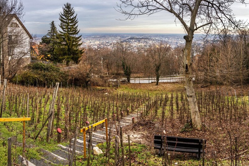 Jokai_kert_szolo_FOTO_Gulyas_Attila