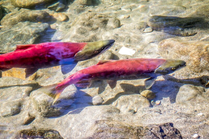 Kaliforniai lazac vagy vörös lazac