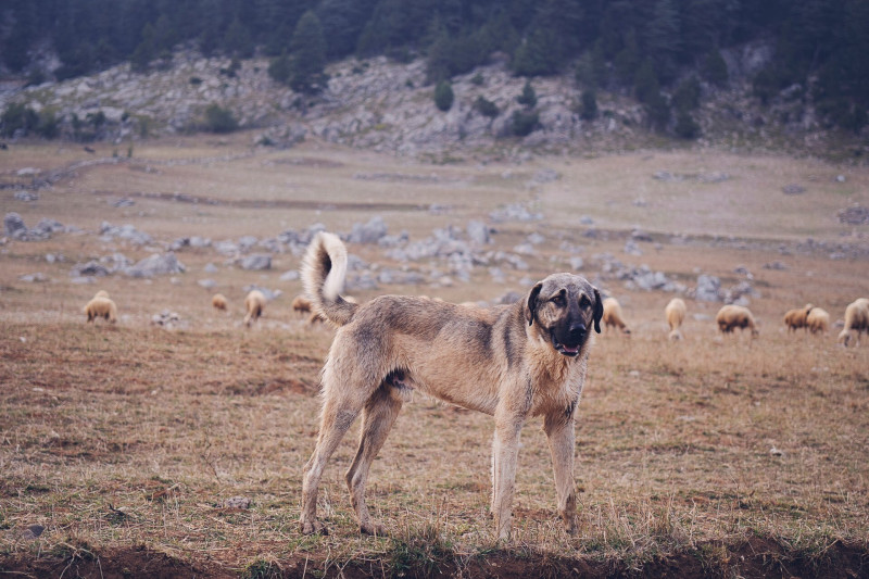 Kangal pásztorkutya