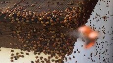 Katicainvázió a Kisalföldön