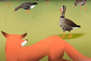 Kedves animációs film segíti a veszélyeztetett madárfaj védelmét