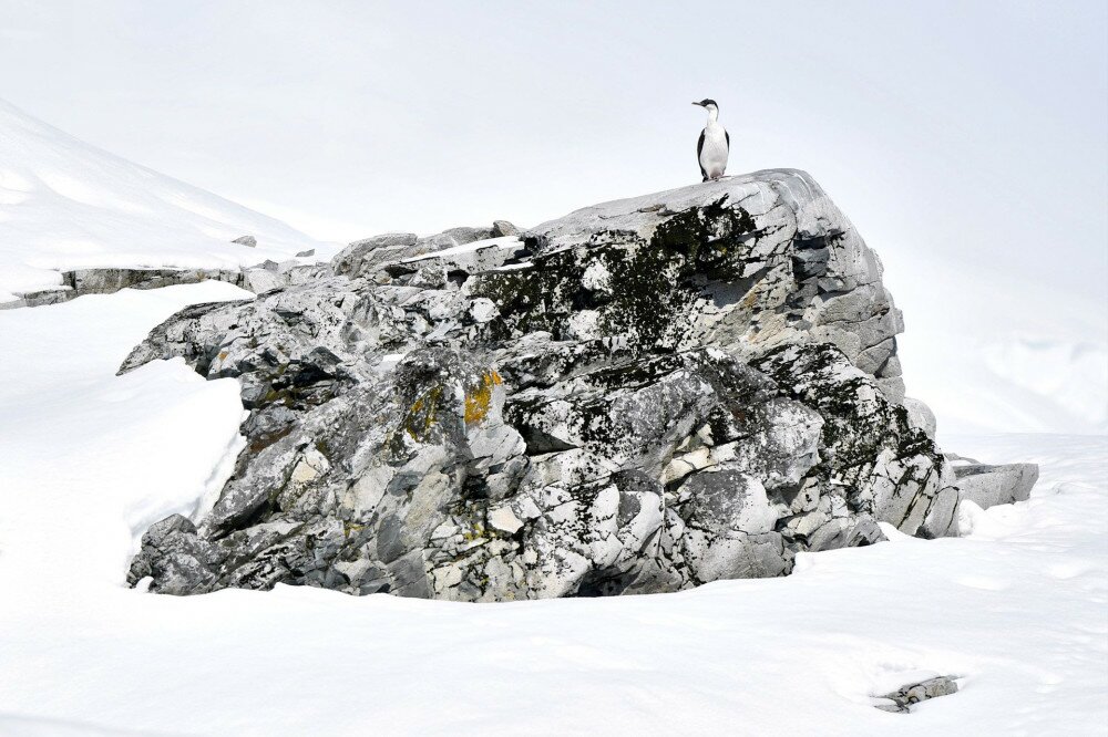 Kékszemű kormorán, Antarktisz