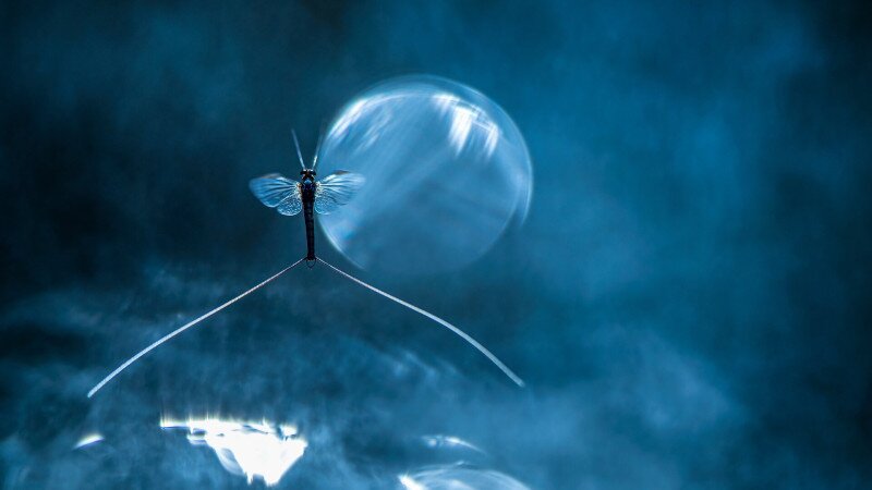 Kérész buborékkal