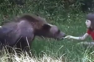 Kézből etetik a vadon élő medvéket - döbbenetes videó