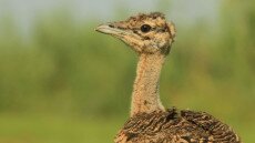 Kibújtak az első túzokcsibék a Dél-Alföldön