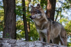 Kiderült, hogy farkasok végeztek-e a mátranováki gímszarvassal