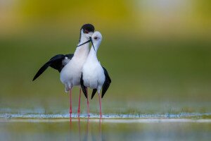 Kiderült, melyek a legjobb madárfotók idén Magyarországon