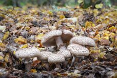 Kiderült, melyik lesz az Év Gombája 2026-ban