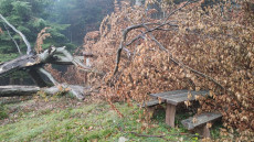 Kidőlt az ország egyik legöregebb bükkfája