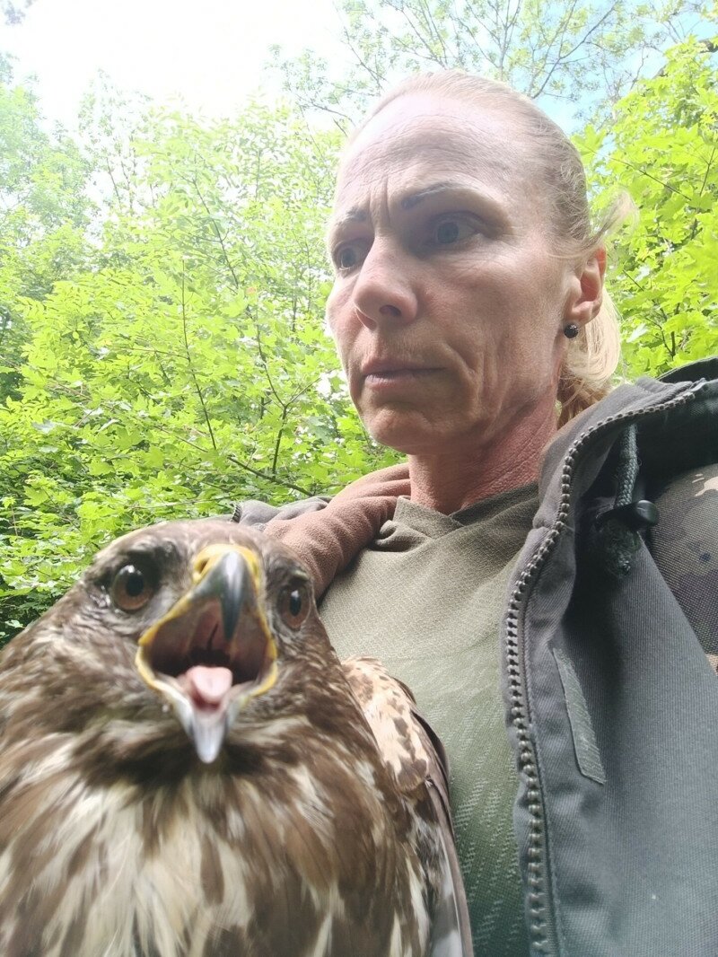 Kígyó szorításából megmentett egerészölyv