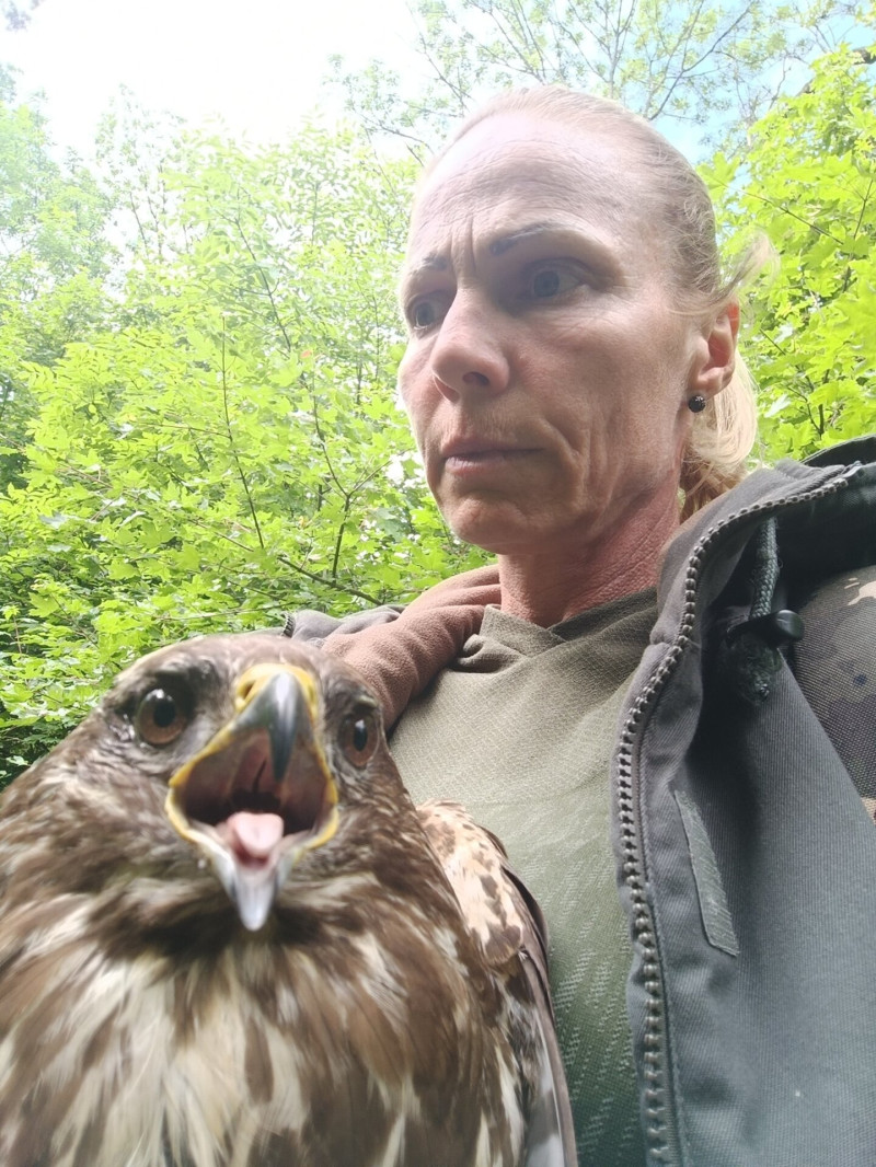 Kígyó szorításából megmentett egerészölyv