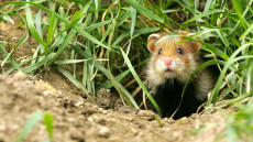 Kihalás fenyegeti a mezei hörcsögöt