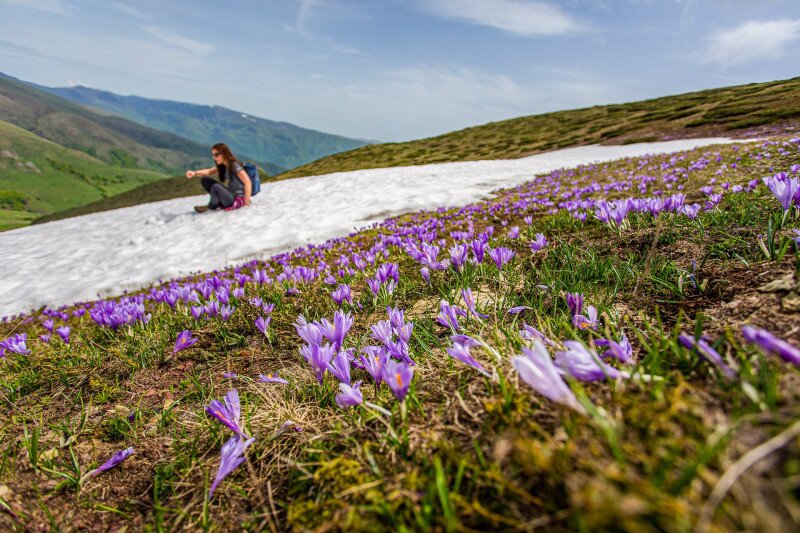 Kikericsek a Stara Planina hegyen Szerbiában