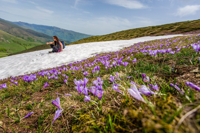 Kikericsek a Stara Planina hegyen Szerbiában