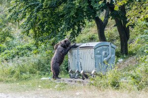 Kilőhetik az emberre veszélyes medvéket Romániában