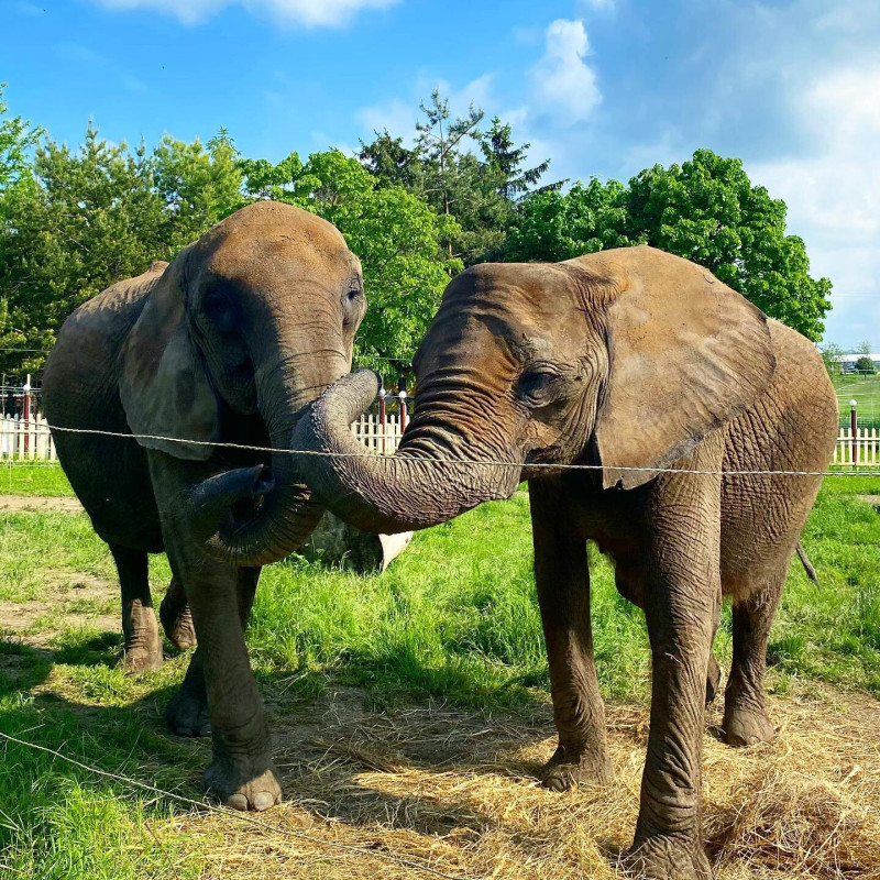 Kimba Elefant Park