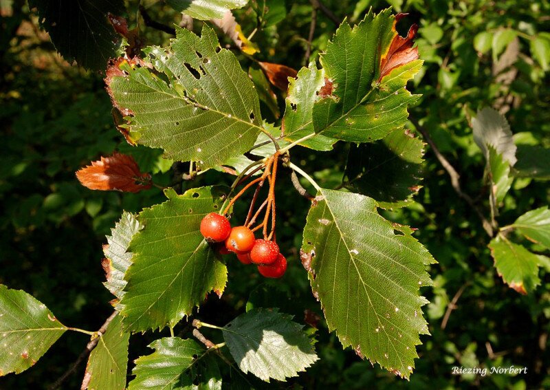 Kőhányási berkenye, Sorbus acutiserrata