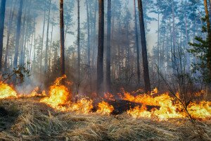 Komoly károkat okoznak a tél végi erdő- és gyeptüzek