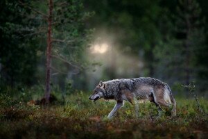 Konfliktus a farkassal: csakis az ember tehet róla?