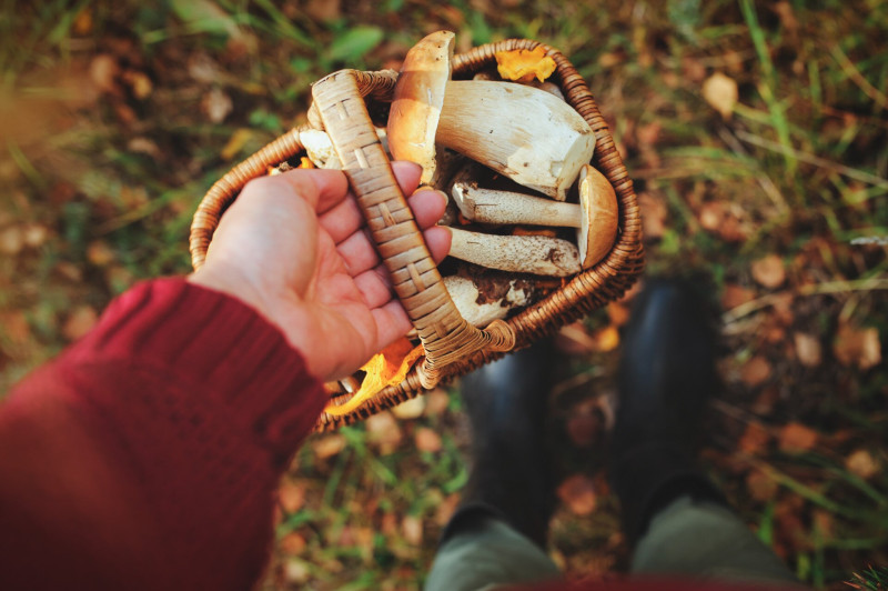 Kosár gombával az őszi erdőben