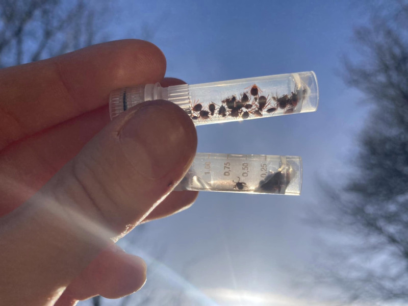 Kullancsok csövekben2