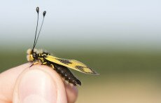 Különleges rovar bukkant fel a Bihari-síkságon