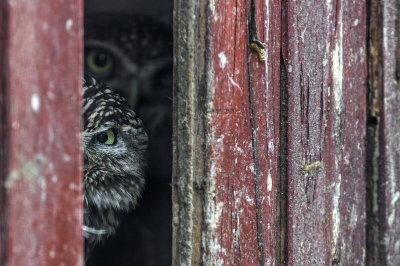 Kuvikok kukucskálnak
