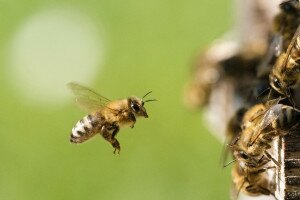 Kvíz: mennyire ismered a méheket?