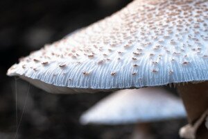 Kvíz: Pöfeteg, pereszke, őzláb – Mennyire ismered a gombák világát?