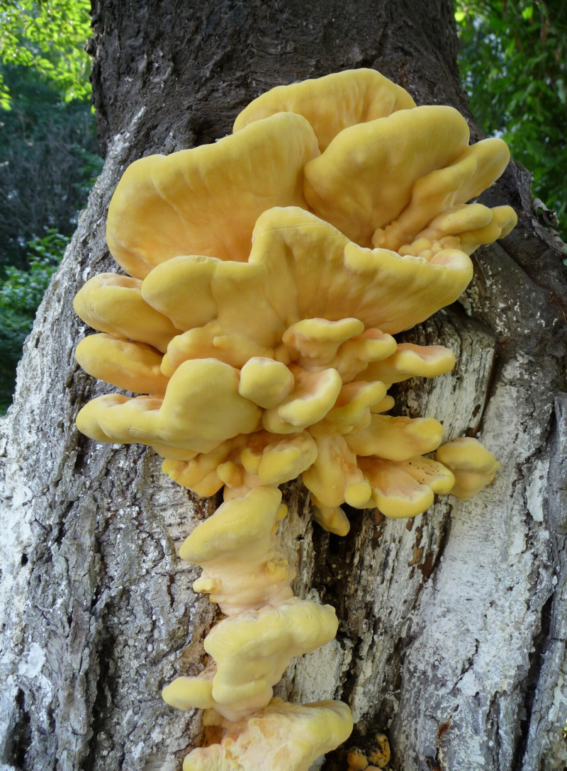 Laetiporus_sulphureus_2010_G1