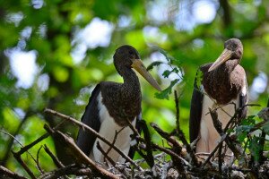 Lassan kirepülnek a „kis” fekete gólyák