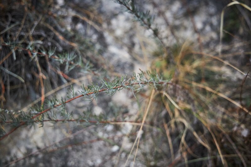 Látogatás a Sas-hegy tanösvényén és szeizmológiai laborjában