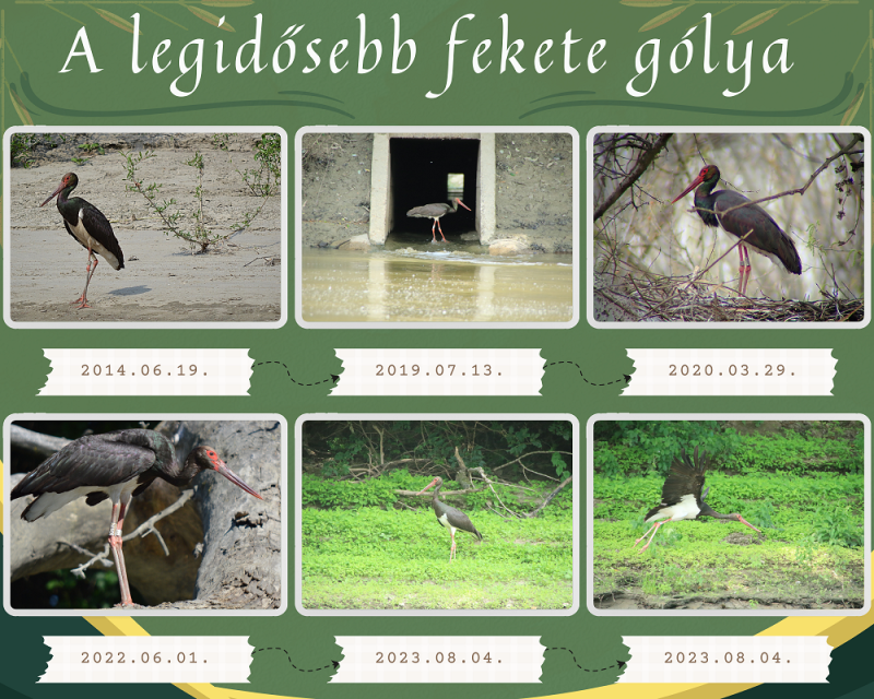 Legidősebb-fekete gólya Montázs