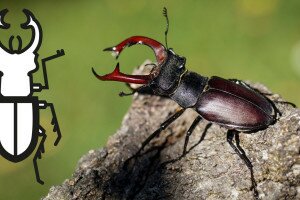Legnagyobb, harcos bogarunk – Színezővel